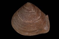 藏品(娜娜厚蛤)的圖片